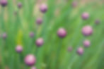 Bourgeons de fleurs