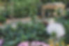 Potager