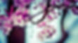 Fleurs Amandier